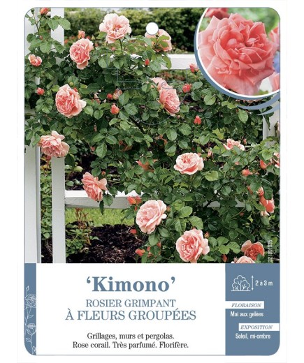 Rosier grimpant Kimono