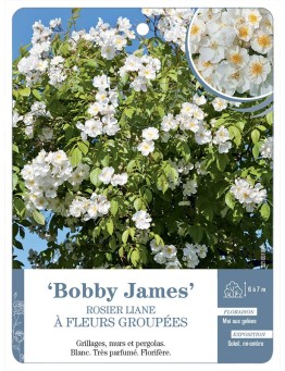 Rosier liane Bobby James