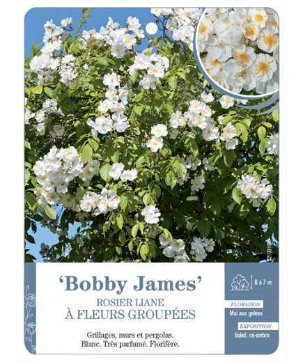 Rosier liane Bobby James