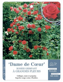Rosier grimpant Dame de Cœur