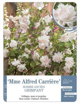 Rosier grimpant Mme Alfred Carrière