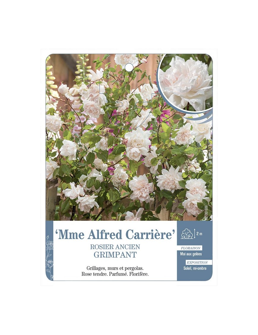 Rosier grimpant Mme Alfred Carrière