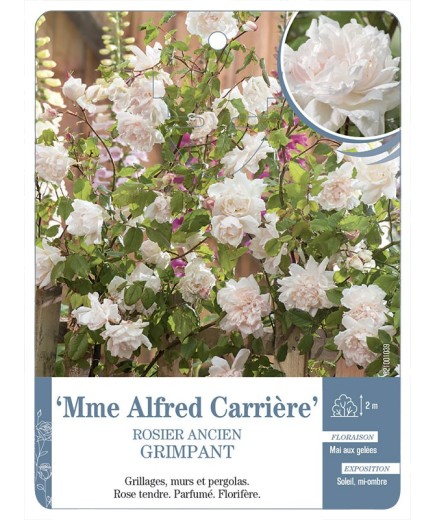 Rosier grimpant Mme Alfred Carrière