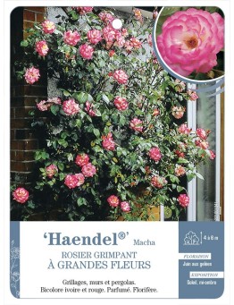 Rosier grimpant Haendel® Macha