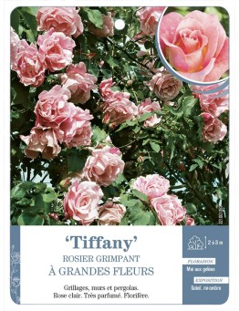 Rosier grimpant Tiffany