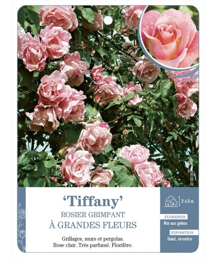 Rosier grimpant Tiffany