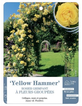 Rosier grimpant Yellow Hammer