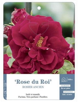 Rosier ancien Rose du Roi