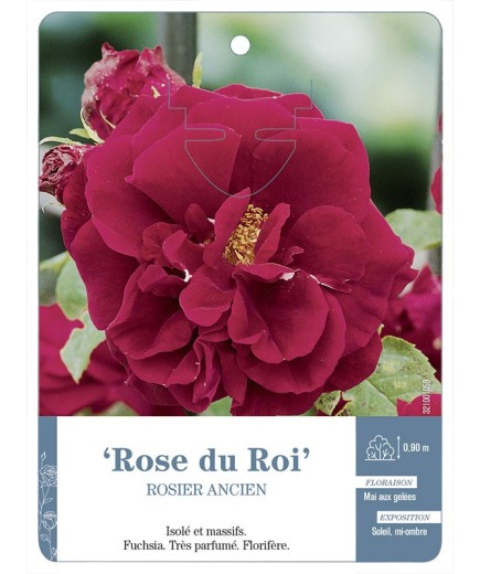 Rosier ancien Rose du Roi