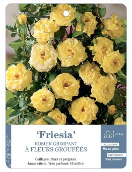 Rosier grimpant Friesia