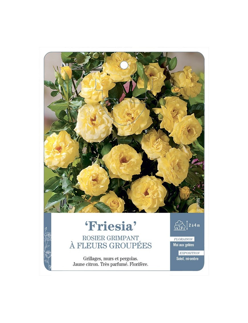 Rosier grimpant Friesia