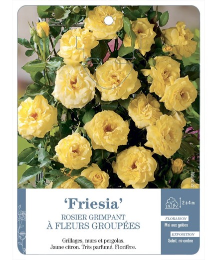 Rosier grimpant Friesia