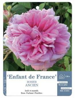 Rosier ancien Enfant de France