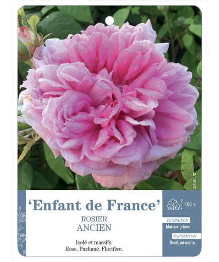 Rosier ancien Enfant de France