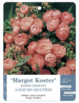 Rosier grimpant Margot Koster