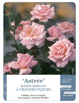 Rosier grimpant Astrée