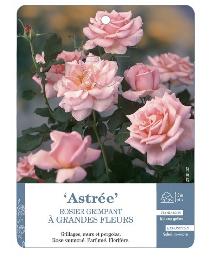 Rosier grimpant Astrée