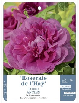 Rosier ancien Roseraie de l'Haÿ