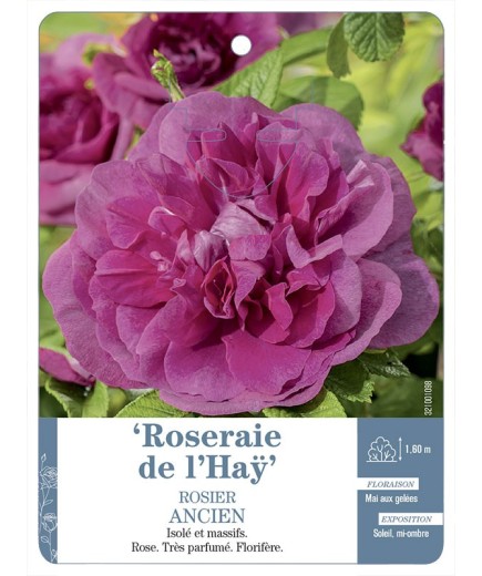 Rosier ancien Roseraie de l'Haÿ