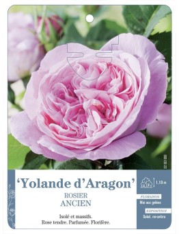 Rosier ancien Yolande d'Aragon