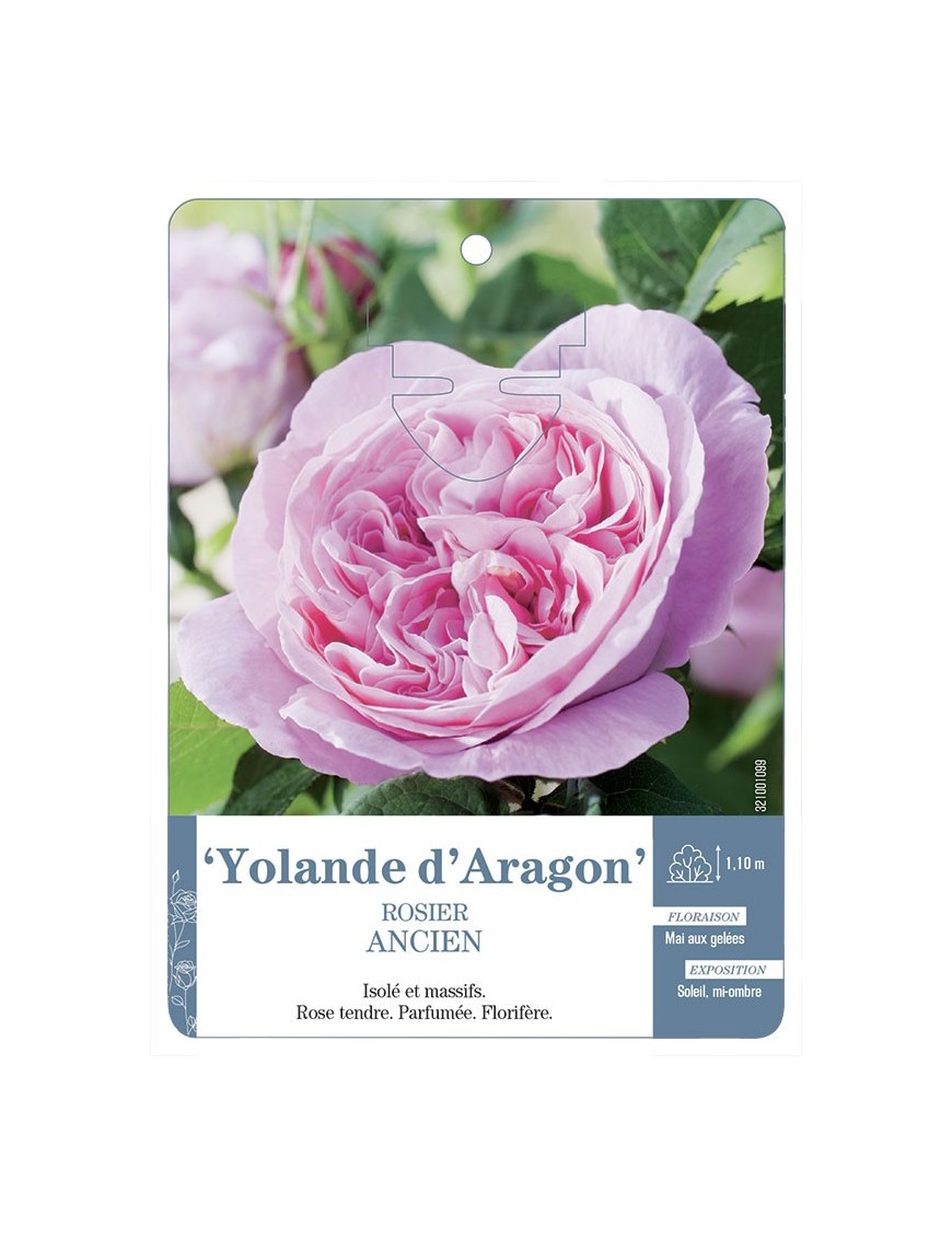 Rosier ancien Yolande d'Aragon
