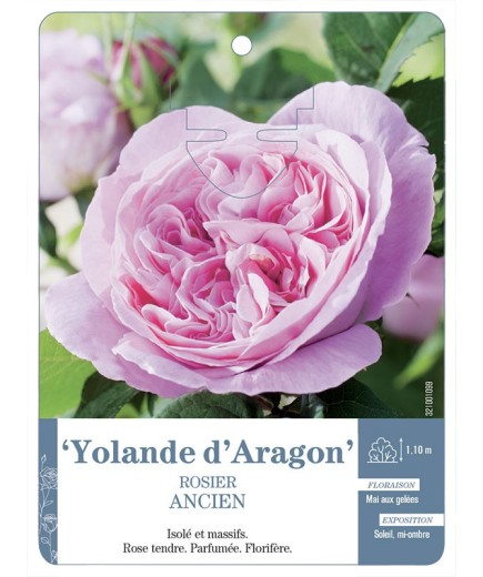Rosier ancien Yolande d'Aragon