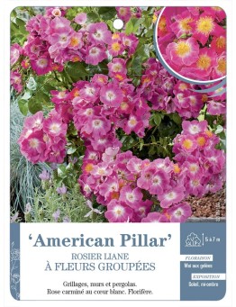 Rosier liane American Pillar