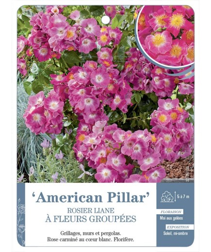 Rosier liane American Pillar
