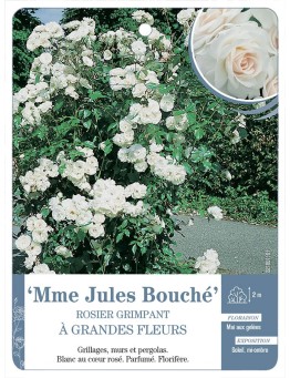 Rosier grimpant Mme Jules Bouché