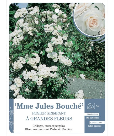 Rosier grimpant Mme Jules Bouché