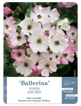 Rosier ancien Ballerina