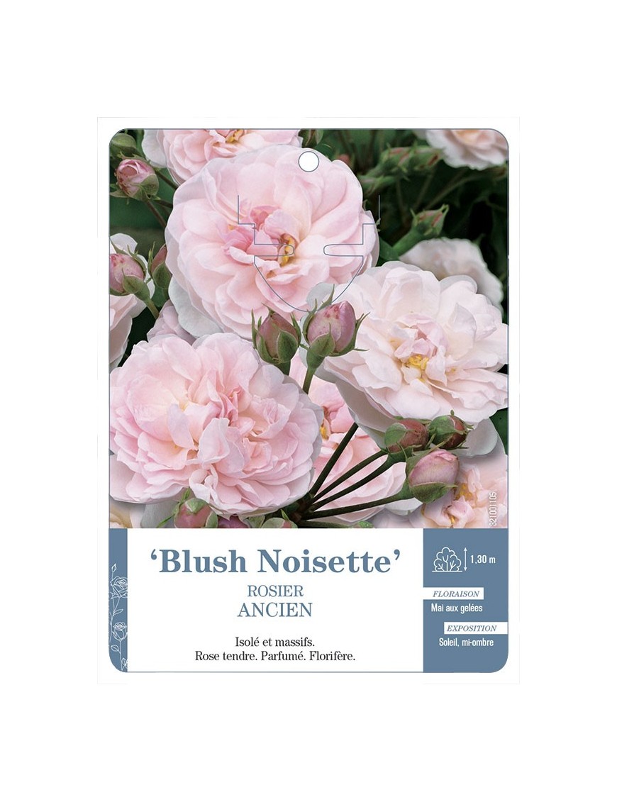 Rosier ancien Blush Noisette