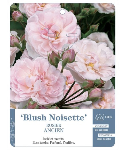 Rosier ancien Blush Noisette