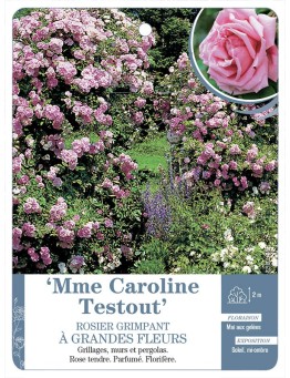 Rosier grimpant Mme Caroline Testout