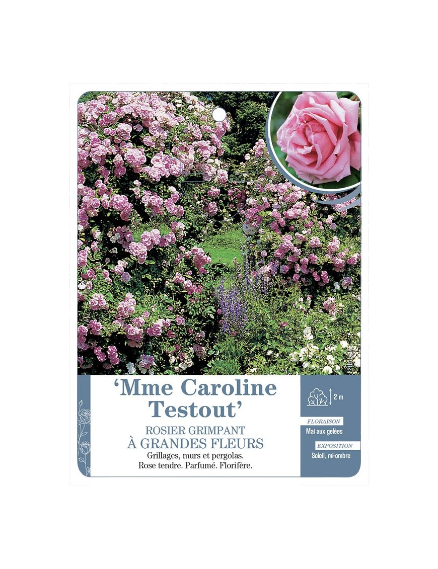 Rosier grimpant Mme Caroline Testout