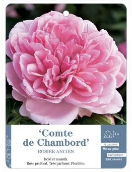 Rosier ancien Comte de Chambord