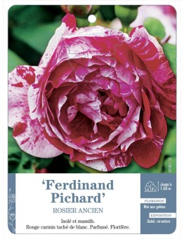 Rosier ancien Ferdinand Pichard