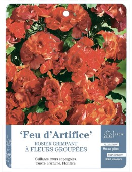 Rosier grimpant Feu d'Artifice