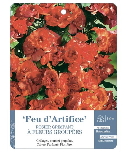 Rosier grimpant Feu d'Artifice