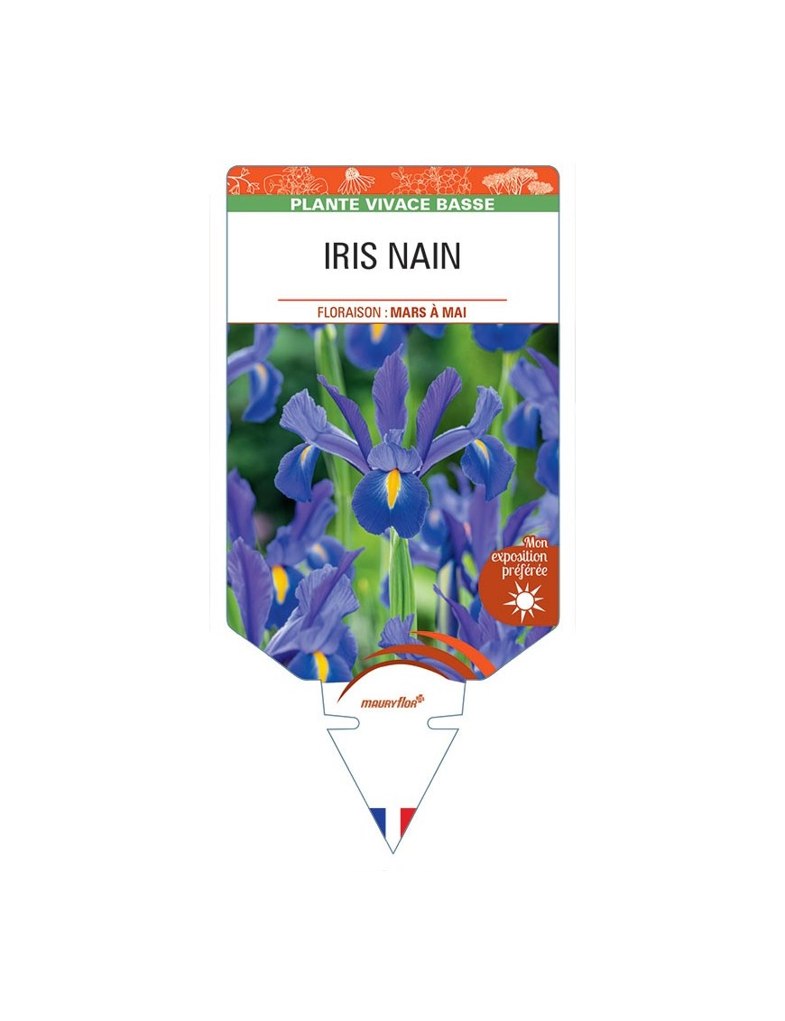 IRIS PUMILA NAIN (bleu violet)