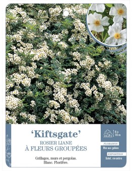 Rosier liane Kiftsgate