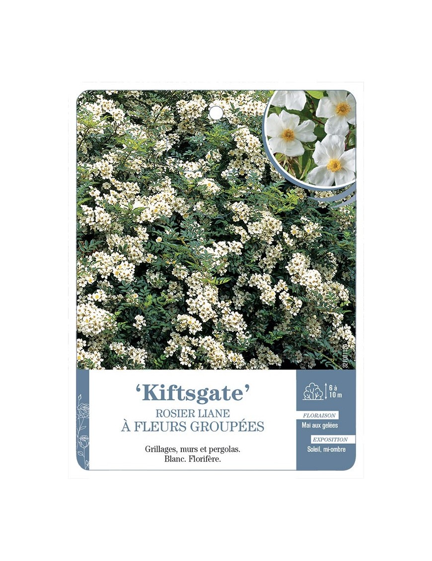 Rosier liane Kiftsgate