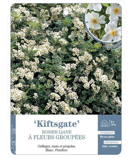 Rosier liane Kiftsgate