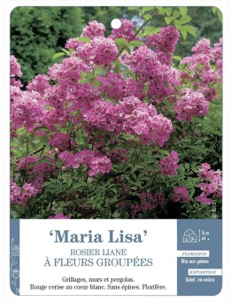 Rosier liane Maria Lisa