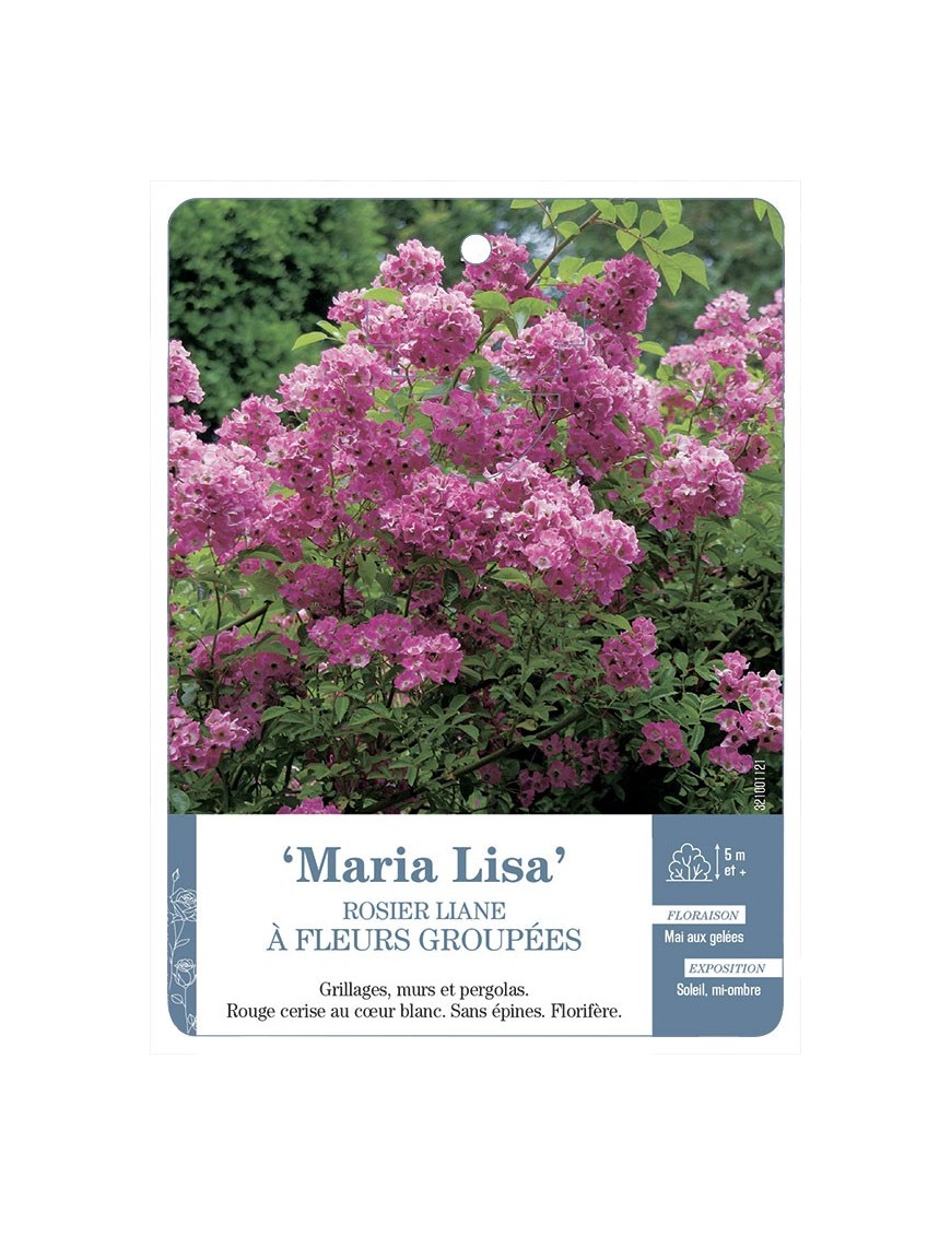 Rosier liane Maria Lisa