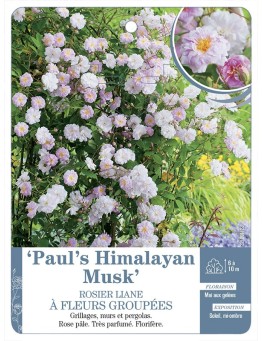 Rosier liane Paul's Himalayan Musk