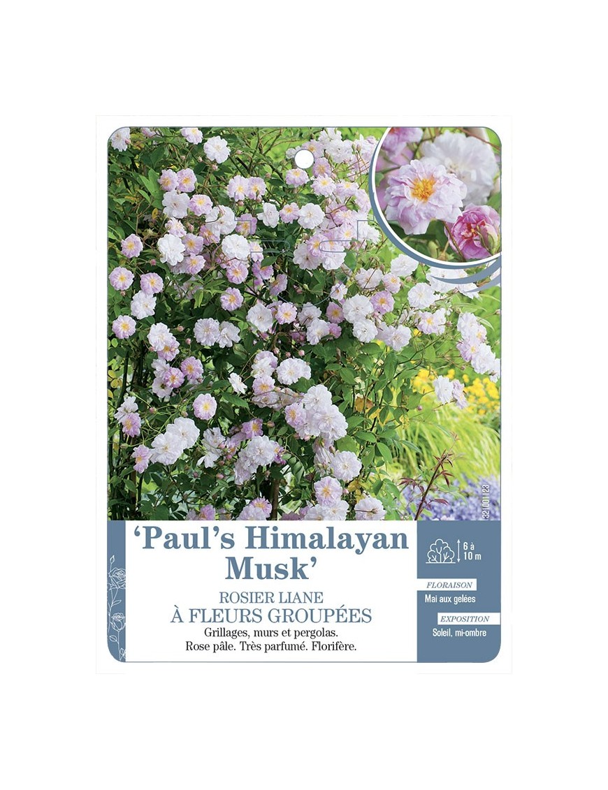 Rosier liane Paul's Himalayan Musk