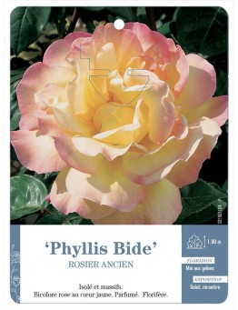 Rosier ancien Phyllis Bide