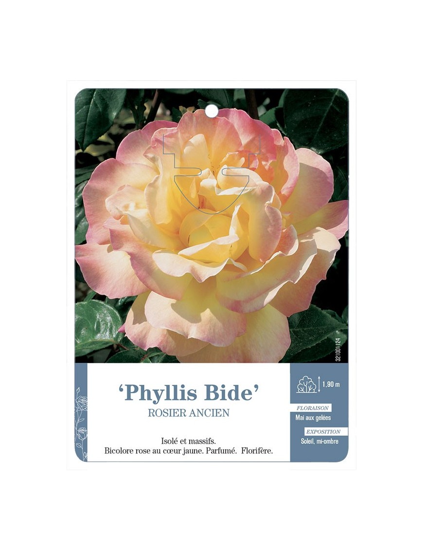 Rosier ancien Phyllis Bide