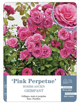 Rosier grimpant Pink Perpetue